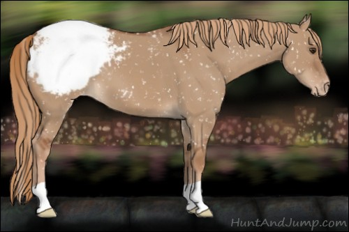 Horse Color:Red Dun Appaloosa 