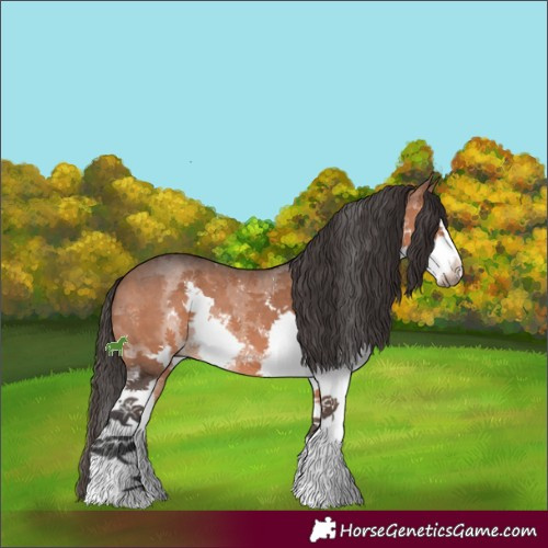 Horse Color:Bay Sabino Splash 