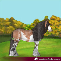 Horse Color:Bay Sabino Splash 
