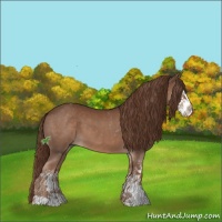 Horse Color:Liver Chestnut Sabino