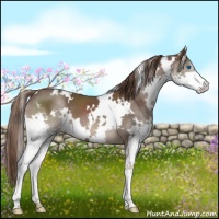 Horse Color:White Spotted Liver Chestnut Splash 