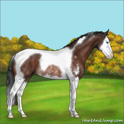 Horse Color:Brown Sabino Splash Tobiano Rabicano 