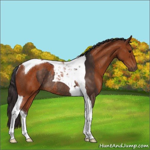 Horse Color:Brown Sabino Tobiano Rabicano  and Buckskin Tobiano Rabicano 