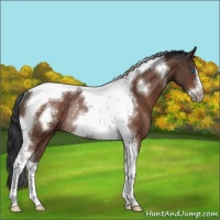 Horse Color:Brown Tobiano Frame Rabicano 