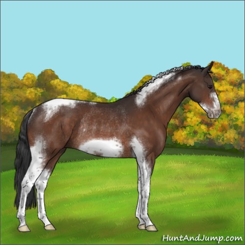 Horse Color:Bay Tobiano Frame Rabicano 