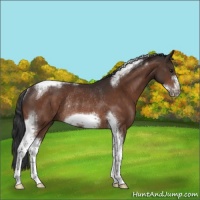 Horse Color:Bay Tobiano Frame Rabicano 