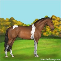 Horse Color:Buckskin Tobiano Rabicano