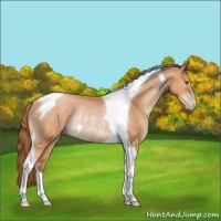 Horse Color:Brown Pearl Tobiano Rabicano 
