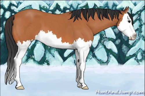 Horse Color:Bay Roan Splash