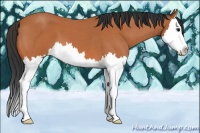 Horse Color:Bay Roan Splash