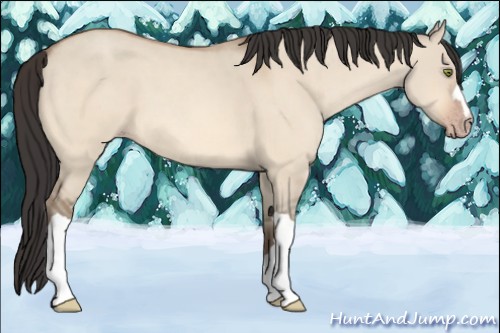 Horse Color:Amber Champagne Dun 