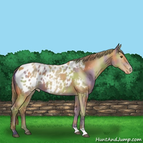 Horse Color:Nacre Buckskin Appaloosa 