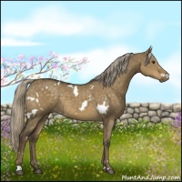 Horse Color:White Spotted Chocolate Palomino Dun 