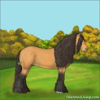 Horse Color:Buckskin 