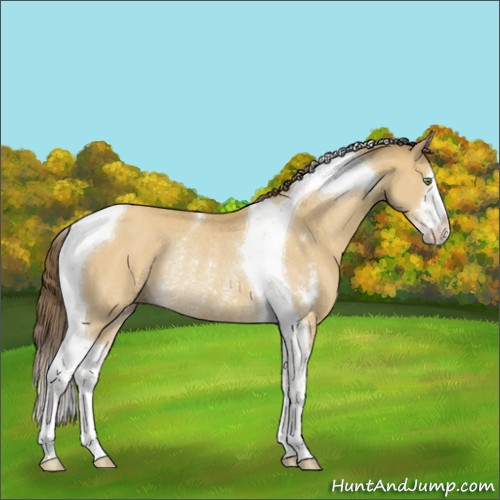 Horse Color:Amber Cream Champagne Sabino Tobiano Rabicano 