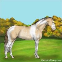 Horse Color:Amber Cream Champagne Sabino Tobiano Rabicano 