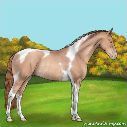 Horse Color:Gold Champagne Tobiano Rabicano 