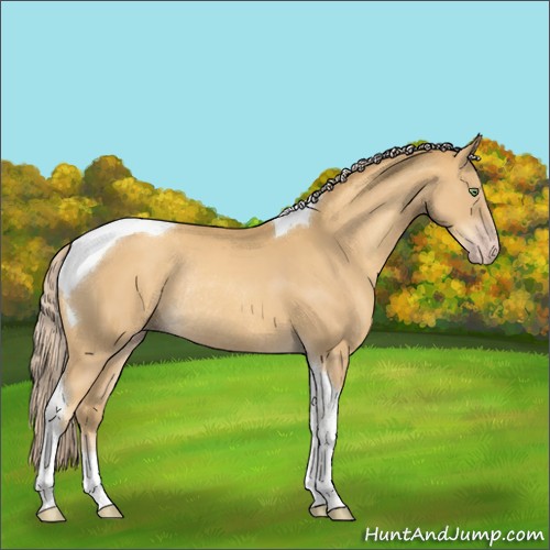 Horse Color:Gold Cream Champagne Tobiano Rabicano 