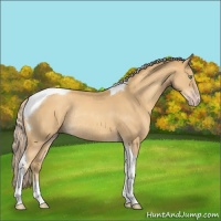 Horse Color:Gold Cream Champagne Tobiano Rabicano 