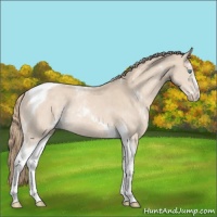 Horse Color:Perlino Sabino Tobiano Rabicano 