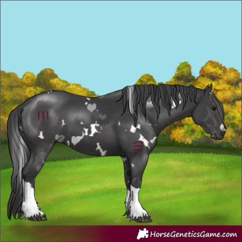Horse Color:White Spotted Black Tobiano 