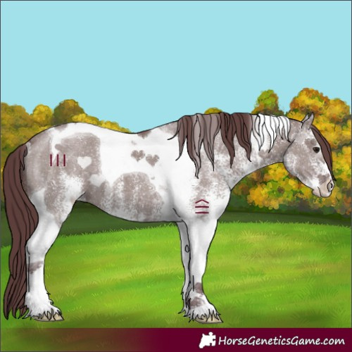 Horse Color:White Spotted Chocolate Grullo Tobiano