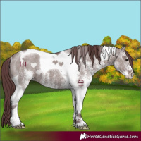 Horse Color:White Spotted Chocolate Grullo Tobiano