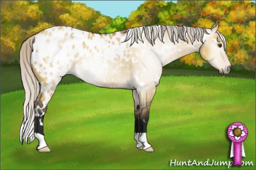 Horse Color:Gray White Spotted Silver Buckskin Dun Appaloosa 