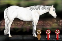 Horse Color:White Spotted Cremello Dun Appaloosa 