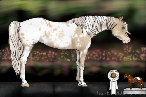 Horse Color:White Spotted Chocolate Palomino Pearl Appaloosa 