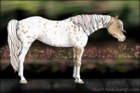 Horse Color:White Spotted Silver Buckskin Pearl Appaloosa 