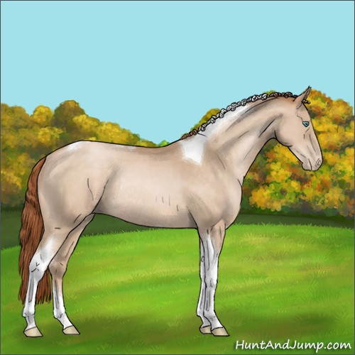 Horse Color:Buckskin Pearl Tobiano Rabicano 