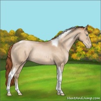 Horse Color:Buckskin Pearl Tobiano Rabicano 