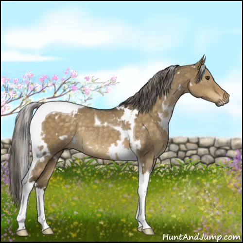 Horse Color:White Spotted Chocolate Palomino Dun Tobiano Rabicano
