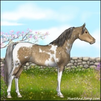 Horse Color:White Spotted Chocolate Palomino Dun Tobiano Rabicano 