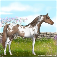 Horse Color:White Spotted Liver Red Dun Tobiano Rabicano 