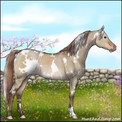 Horse Color:White Spotted Liver Red Dun