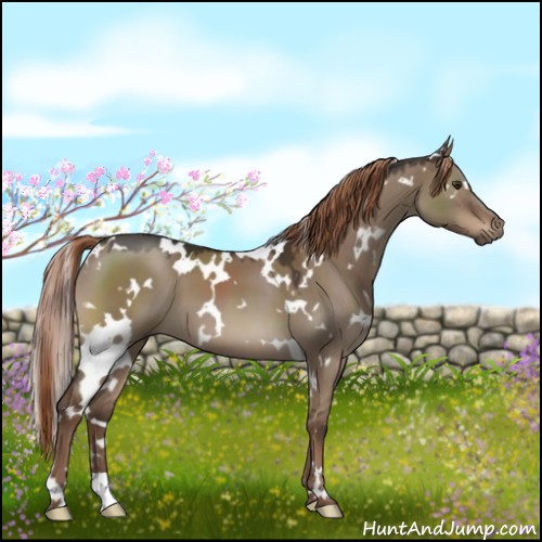 Horse Color:White Spotted Liver Red Dun 