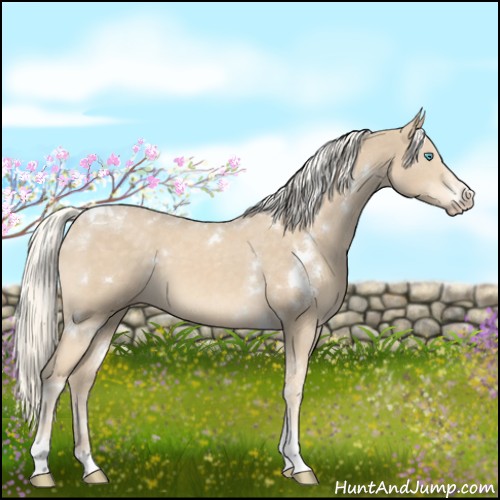 Horse Color:White Spotted Cremello Tobiano 