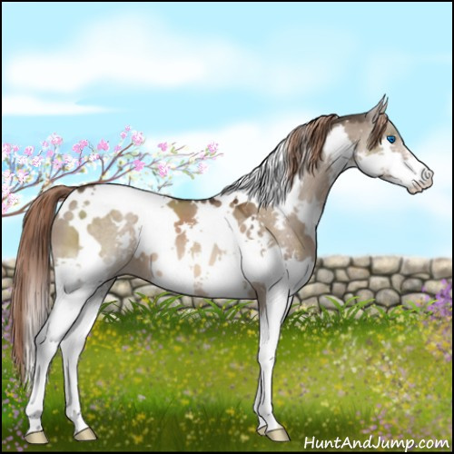 Horse Color:White Spotted Liver Red Dun Splash