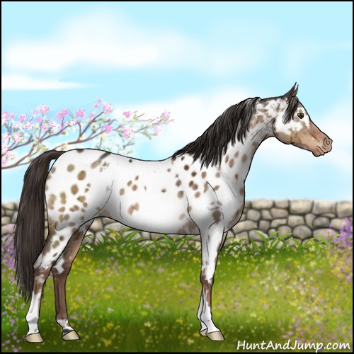 Horse Color:White Spotted Liver Red Dun Appaloosa Brindle