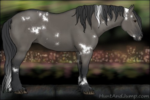 Horse Color:White Spotted Grullo 