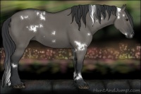 Horse Color:White Spotted Grullo 