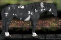 Horse Color:White Spotted Black Tobiano 