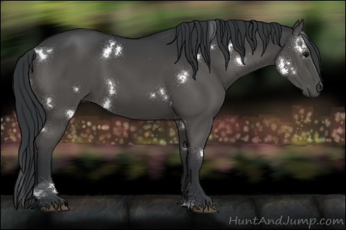 Horse Color:White Spotted Black