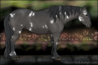 Horse Color:White Spotted Black 