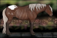 Horse Color:Silver Brown Appaloosa Rabicano 