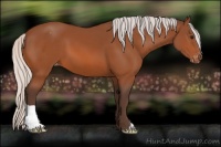 Horse Color:Silver Bay Appaloosa 