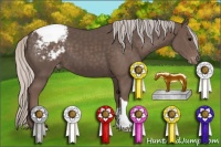 Horse Color:Silver Black Appaloosa