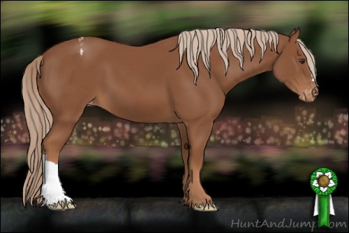 Horse Color:Chestnut Appaloosa 
